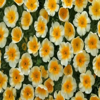 buttercup flower