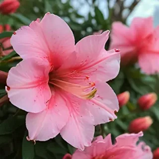 azalea flower