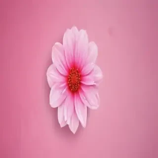 cute pink wallpapers for iphone