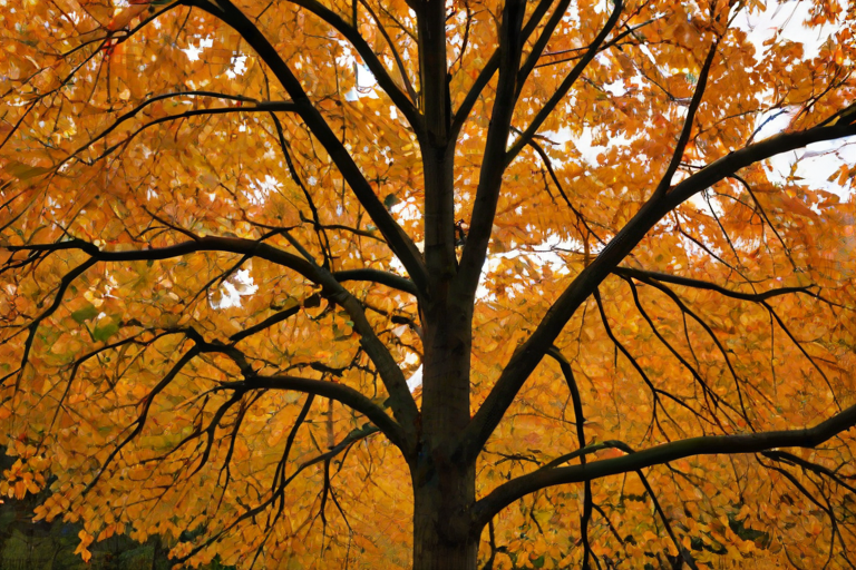 fall tree png