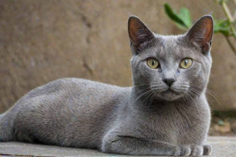 grey cat