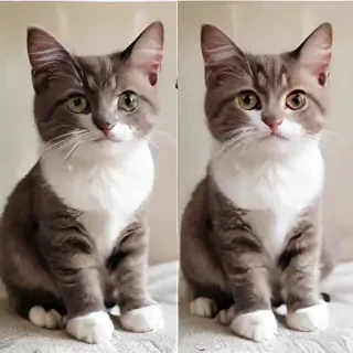 cat images
