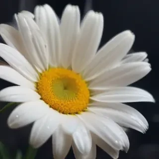 iphone daisy wallpaper