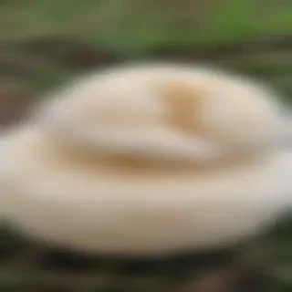 puffball mushroom