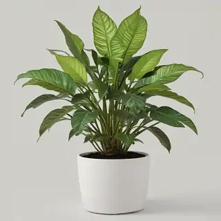 indoor plant png