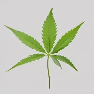 marijuana leaf transparent background