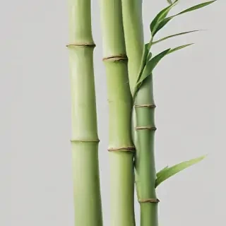 bamboo png