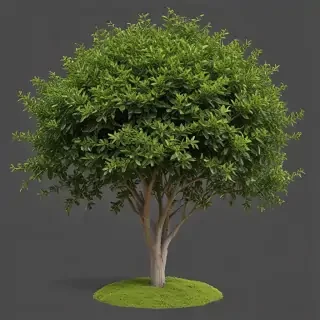 shrub png