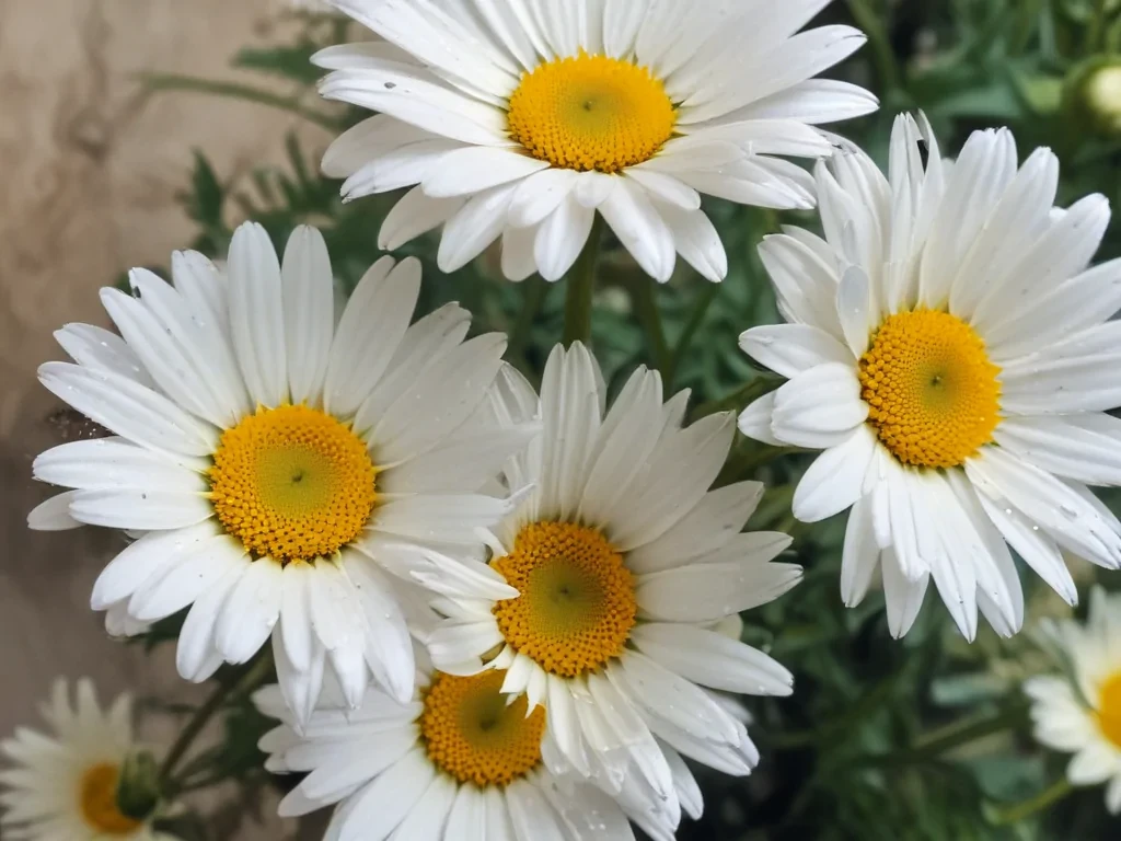 daisy wallpaper iphone