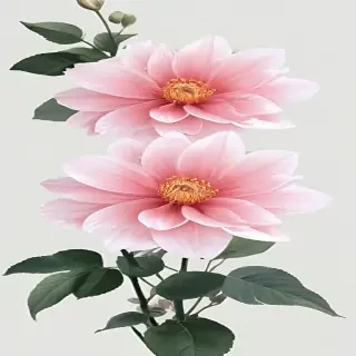 aesthetic flowers transparent