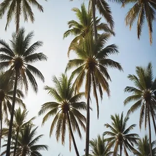 palm trees transparent