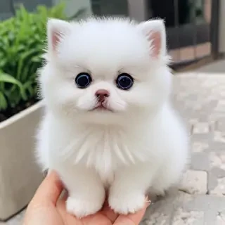 cute blue