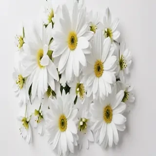 white flowers on white background