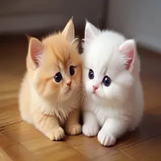 images cute