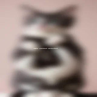 cute cats aesthetic