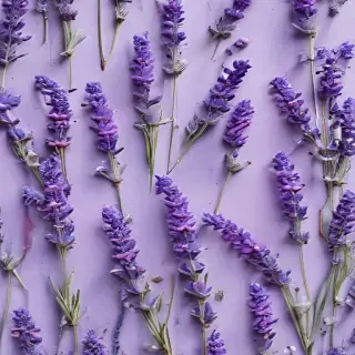 lavender background