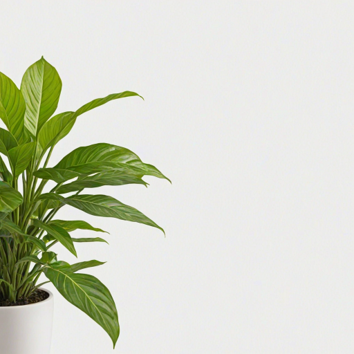 plant transparent background