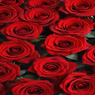 red rose background