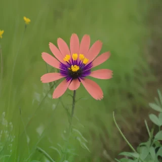 wild flowers png