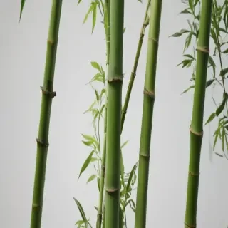 bamboo png