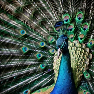 peacock black and white