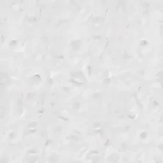 white bg