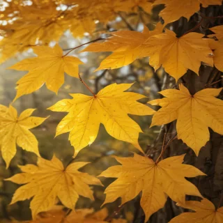 golden leaves background