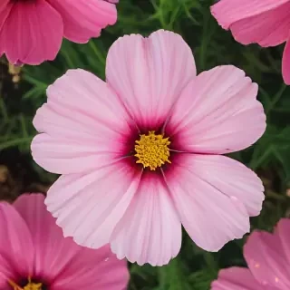 cosmos flower