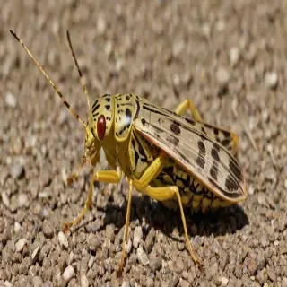 locust bug
