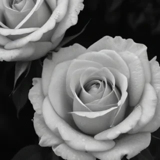 rose pictures in black and white
