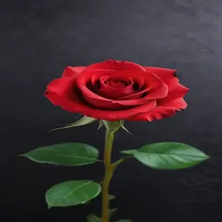 red rose background