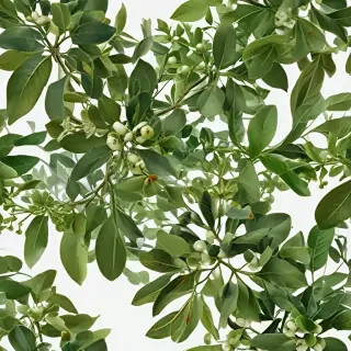 mistletoe png
