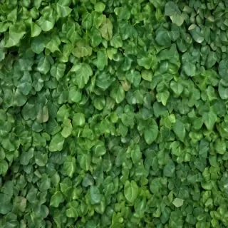 leaf background green