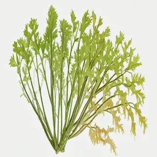 seaweed png