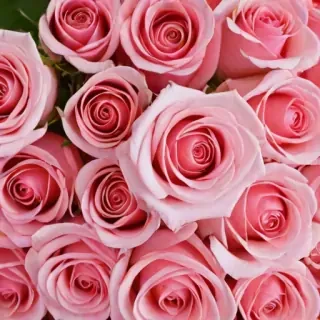 rose background wallpaper