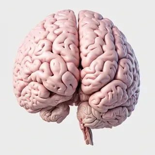 brain png