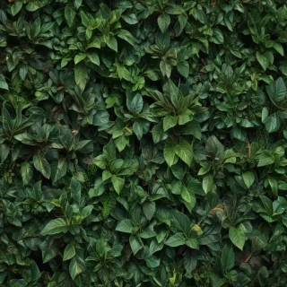 zoom background plants