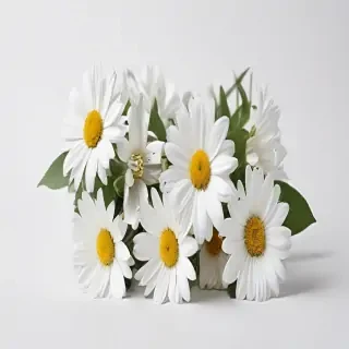 white flowers on white background
