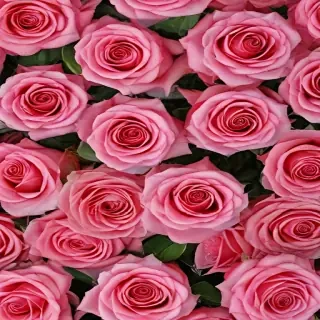 full screen rose wallpaper hd