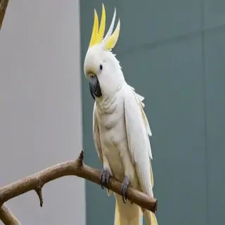 cockatoo
