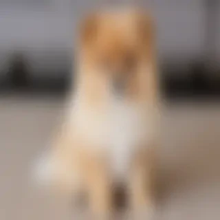 pomeranian cockapoo