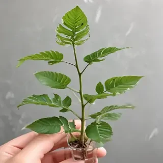 transparent plant