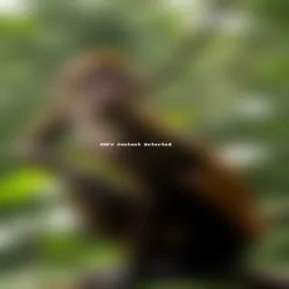 background monkey