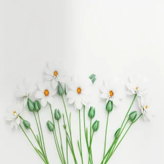 flowers with white background