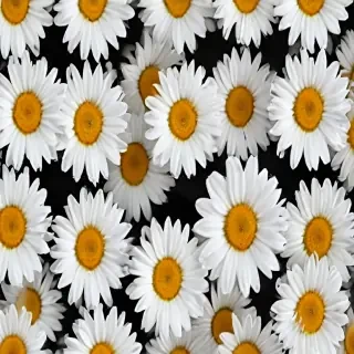 daisy background wallpaper