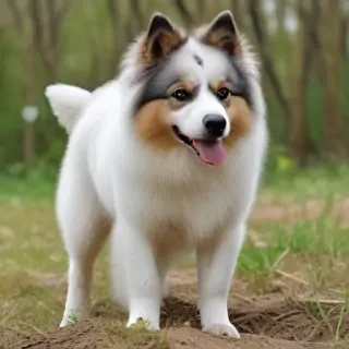 ukrainian levkoy breed