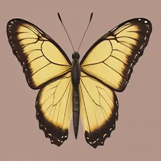 butter fly png