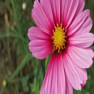 cosmos flower