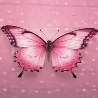 pink butterfly images