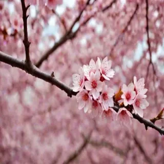 cherry blossom backround
